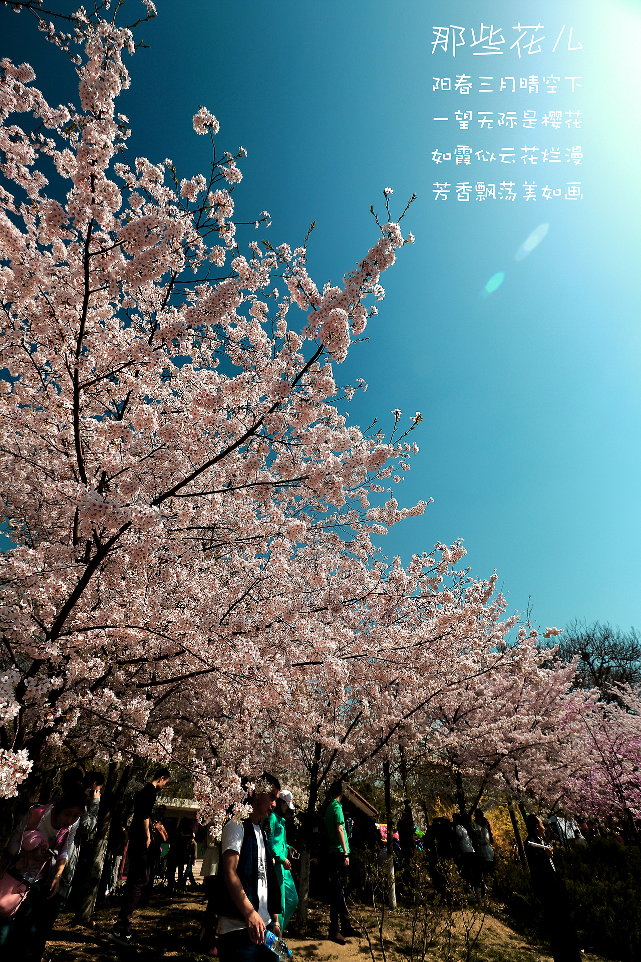 玉渊潭樱花节赏花看人