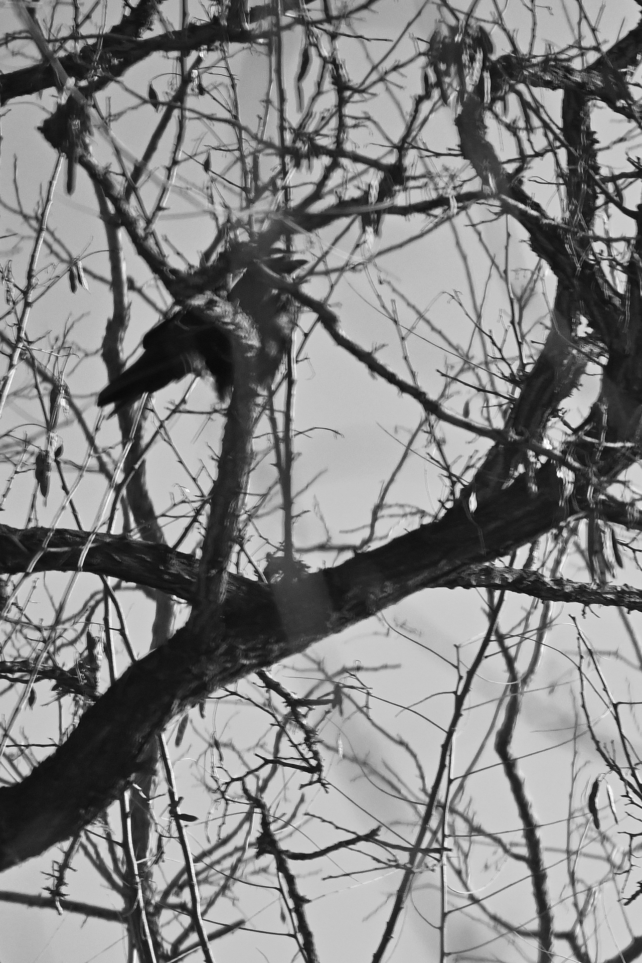 个人摄影——鸦