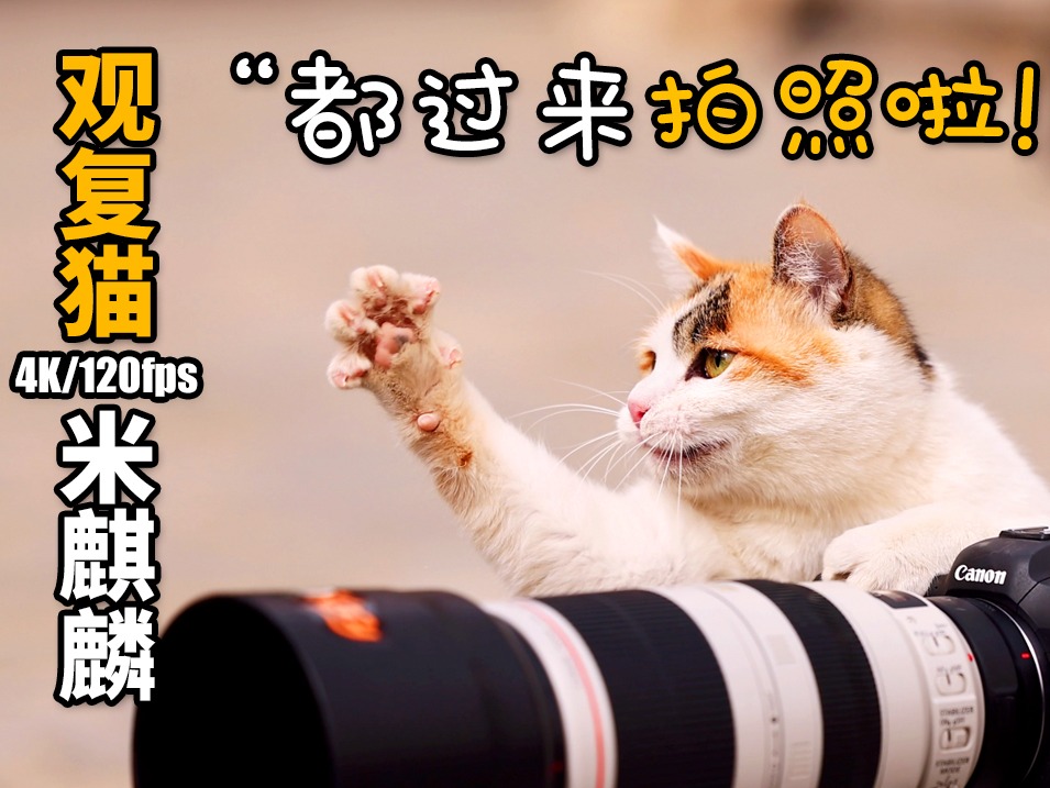 观复猫米麒麟图片