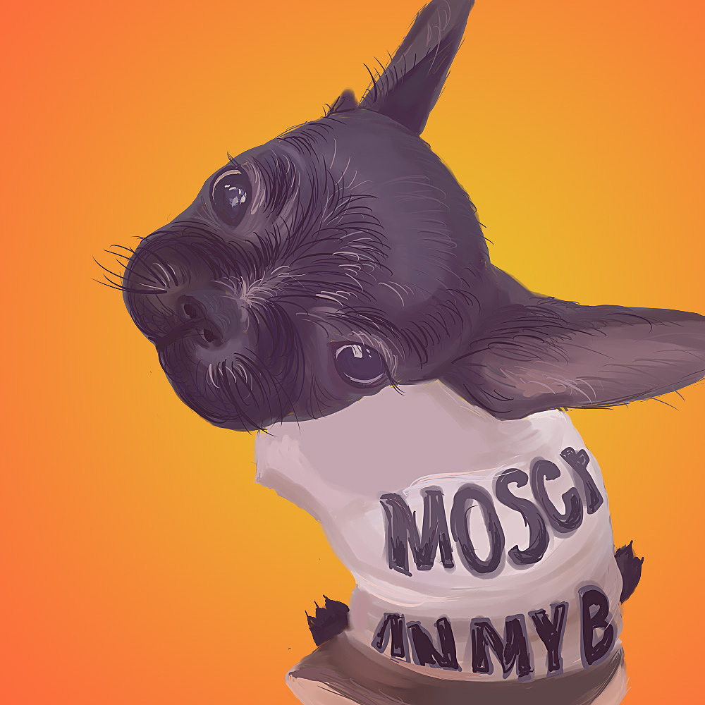 一只名叫morgen的法斗