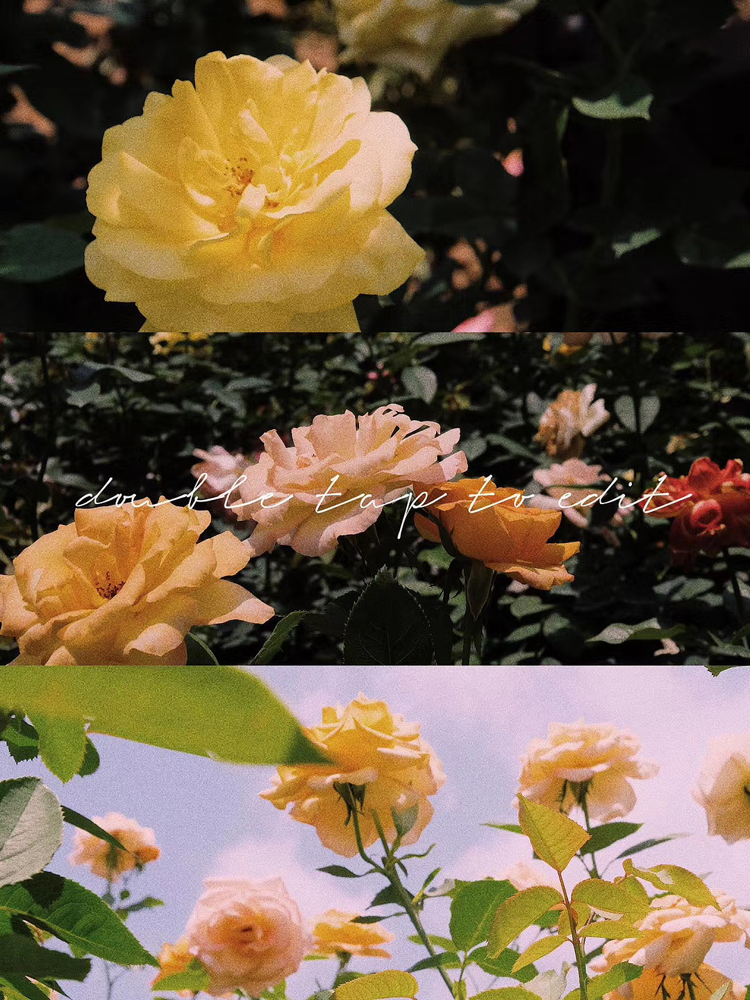 玫瑰（图ZMjEzNTgwMTEy） - 产品摄影 - 站酷设计师九月ww原创素材 - 站酷ZCOOL