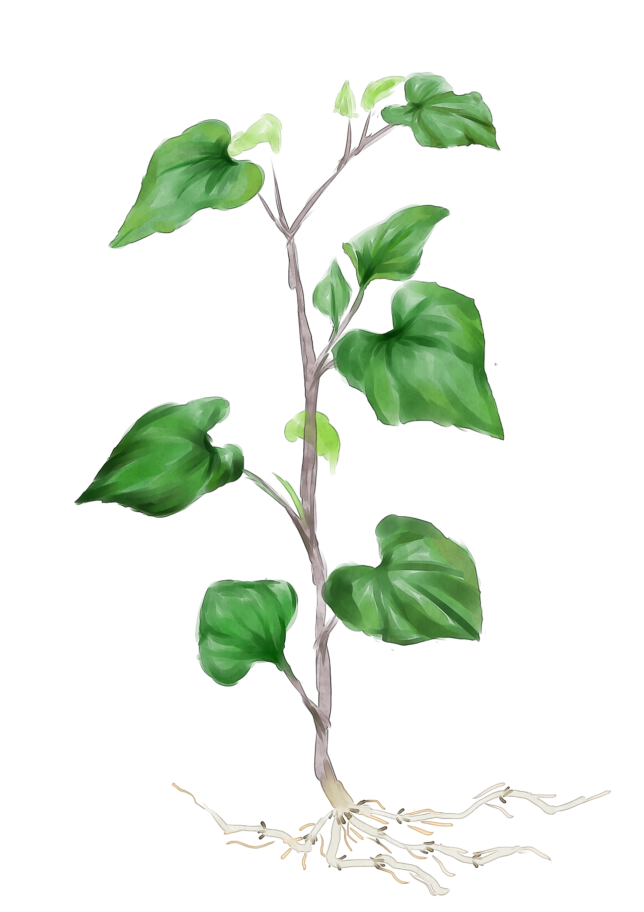 客逢本草 水彩中草药