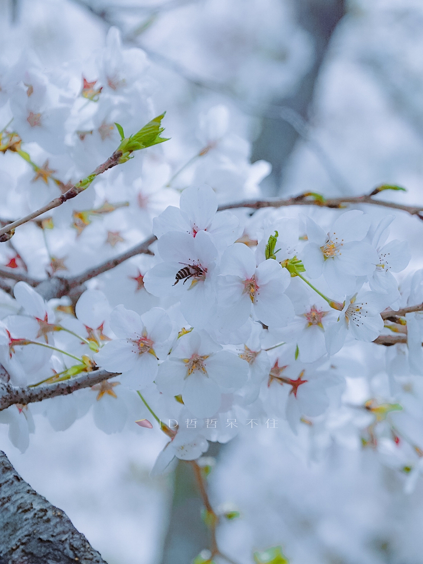 上海·樱花|春天的列车已发车,请尽情享受