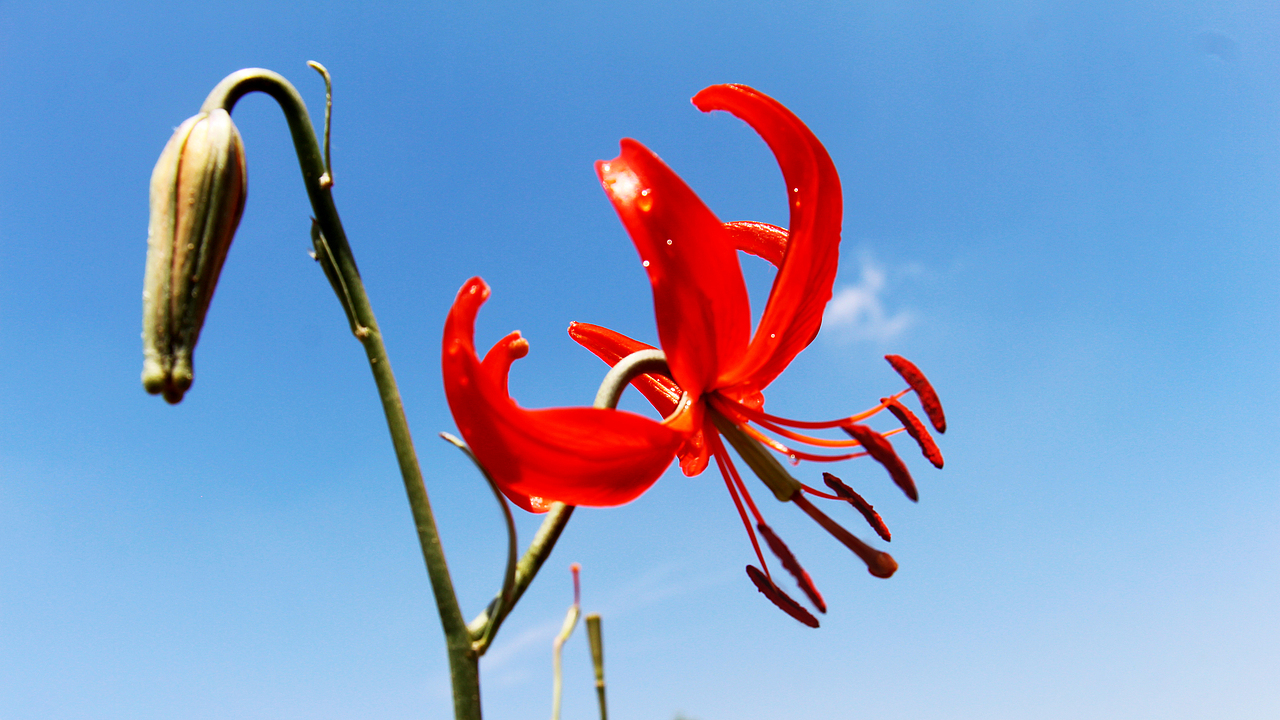 子长县高柏山山丹丹花开红艳艳