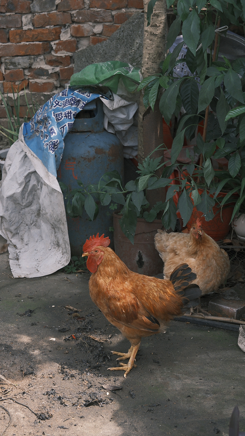 大自然之乡里（图ZMzQ5OTI0ODgw） - 人文/纪实摄影 - 站酷设计师何大抖原创素材 - 站酷ZCOOL