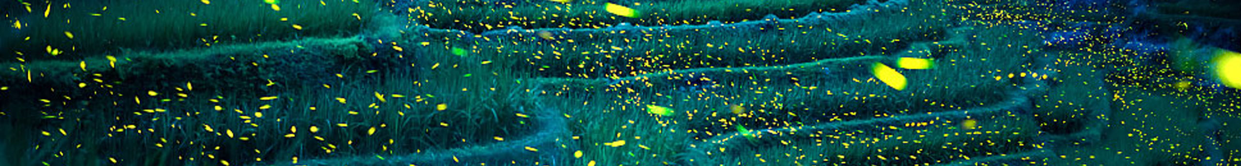 小王子77的个人主页（封面预览） - 主页封面设置 - 站酷设计师小王子77原创素材 - 站酷ZCOOL