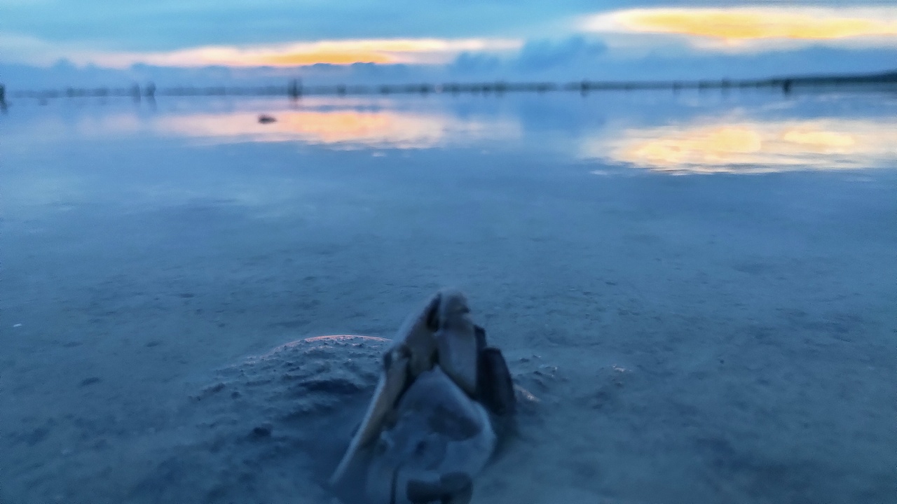 夕阳之下生命涌动