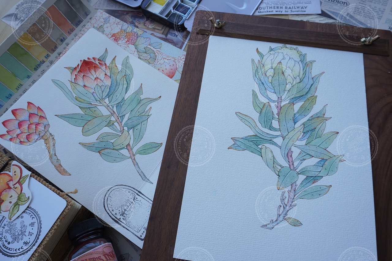 钢笔淡彩——南非帝王花商稿!