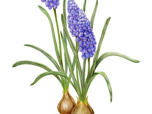 风信子（个人主页-ZNDg3NDk1NTY=） - 绘本 - 站酷设计师丑瓶瓶原创素材 - 站酷ZCOOL