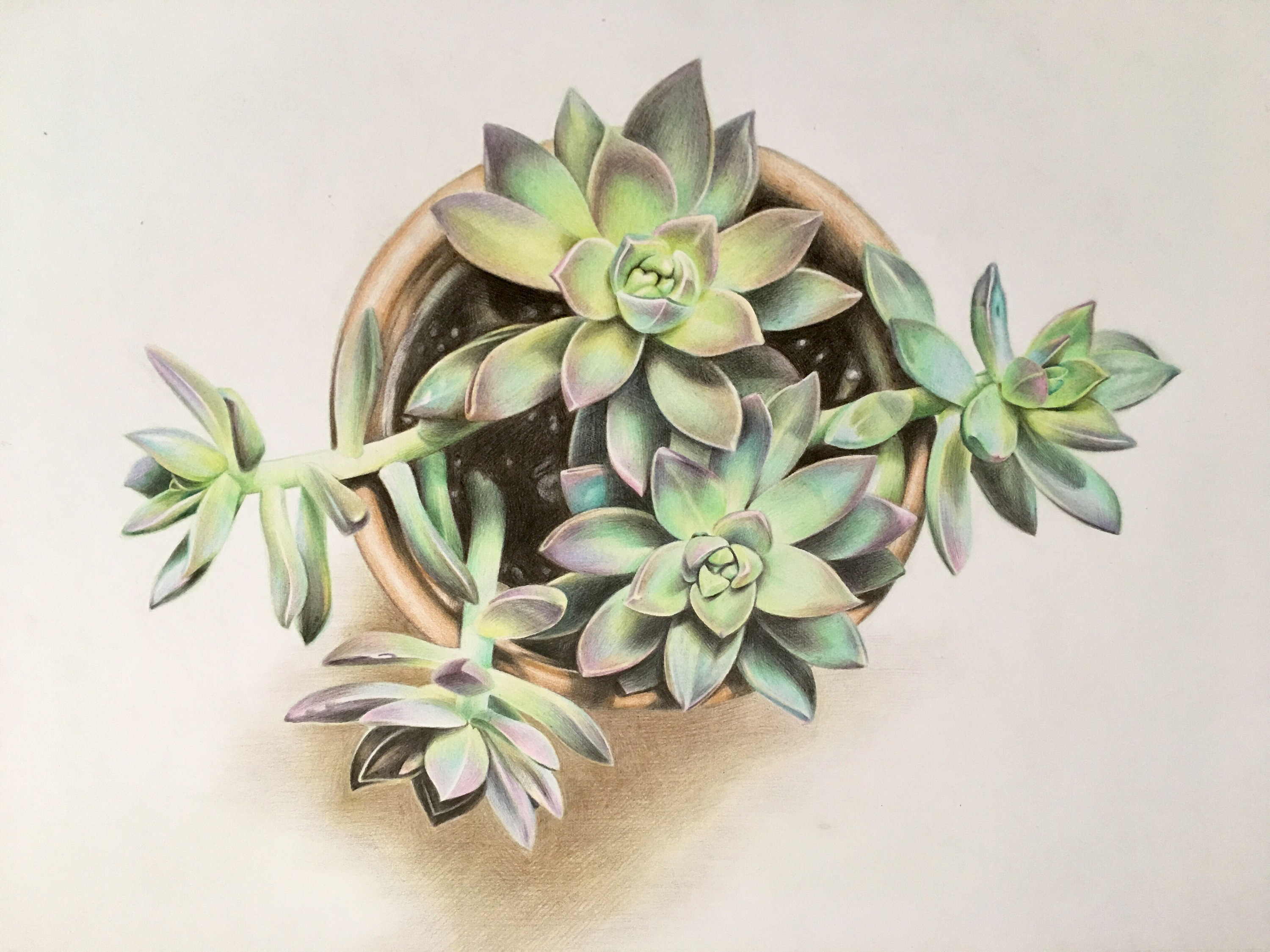 彩铅——多肉植物