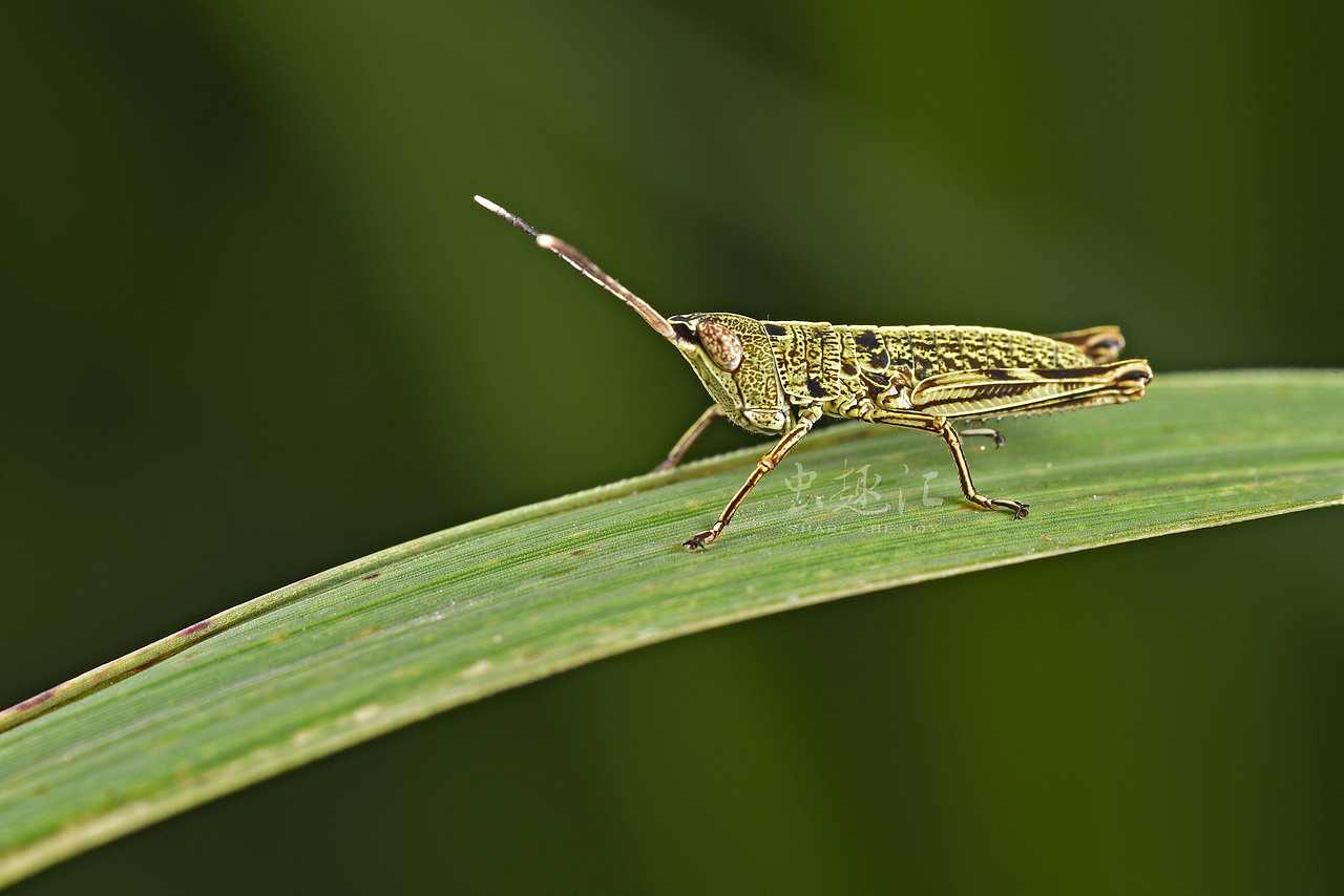 蝗虫若虫具体种不详杭州闲林