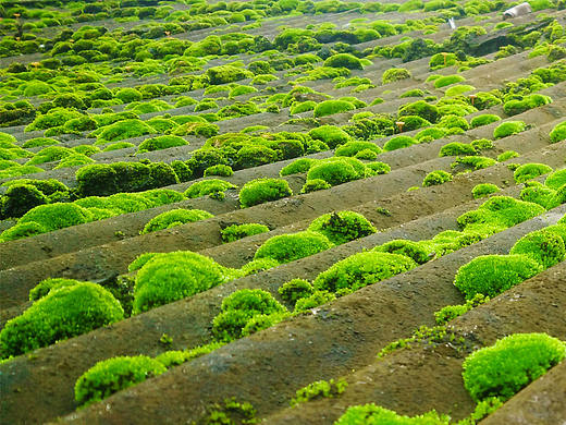屋顶上一行行的苔藓（个人主页-ZMjQ2OTg1Njg=） - 风光摄影 - 站酷设计师依米EMI原创素材 - 站酷ZCOOL