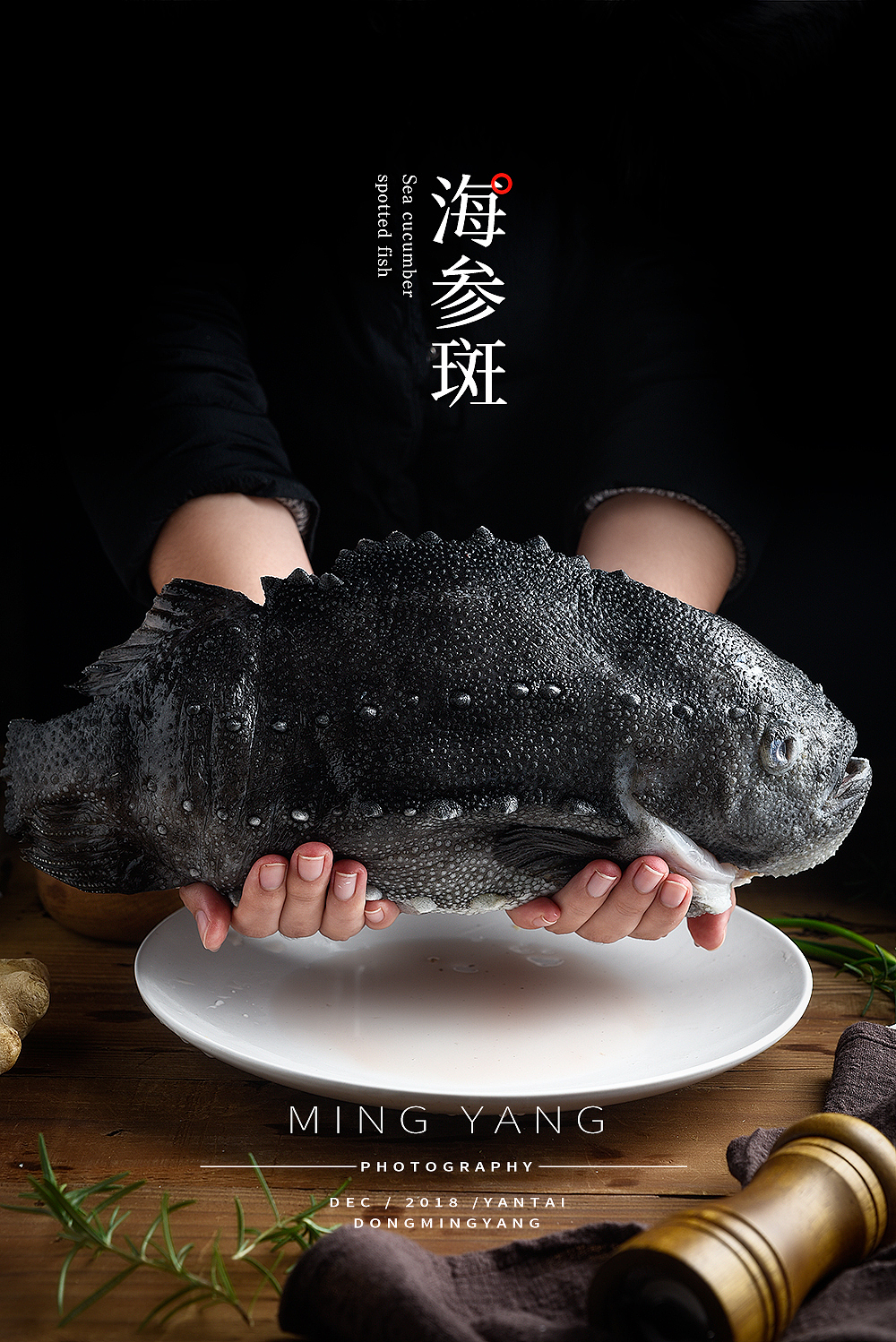 海鱼海参斑石斑鱼拍摄