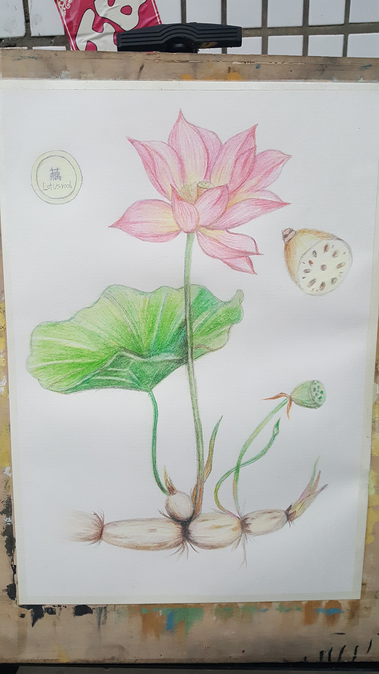 荷花|纯艺术|绘画|娜个铃叮咚_原创作品-站酷zcool