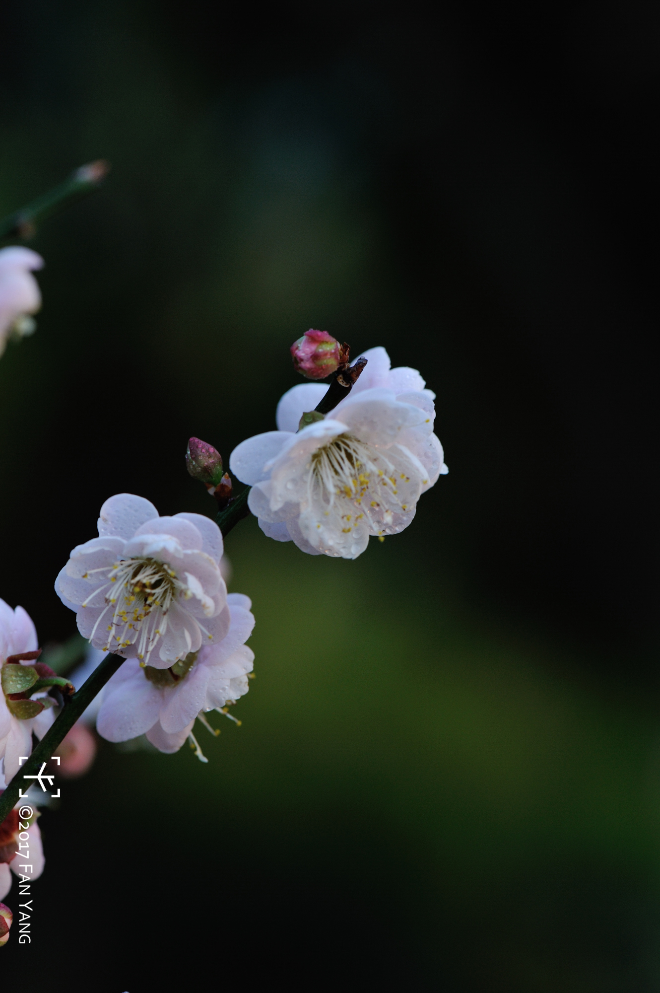 plum blossom 梅花拍摄