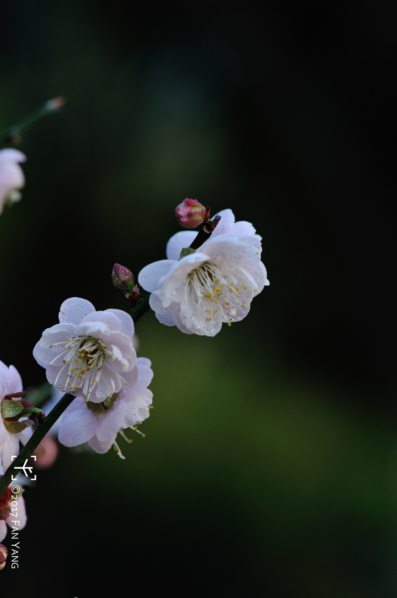 plumblossom梅花拍摄