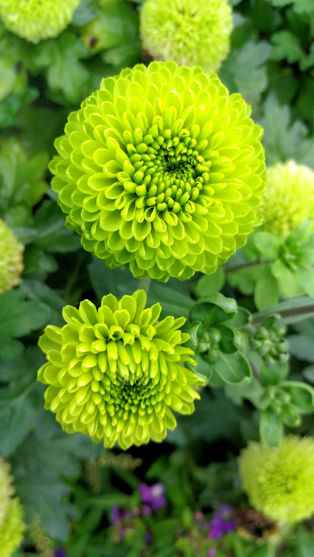 小景—植物花卉