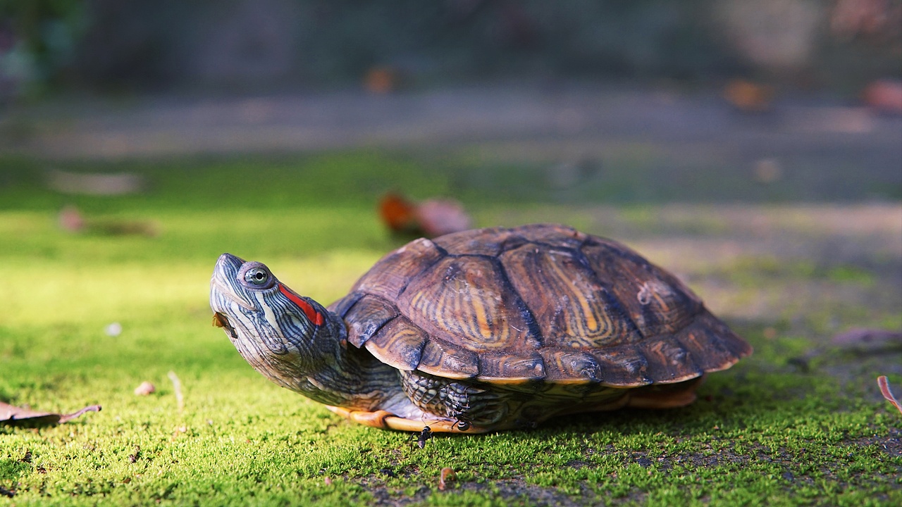 龟|摄影|宠物摄影|白日梦想家2012_原创作品-站酷zcool