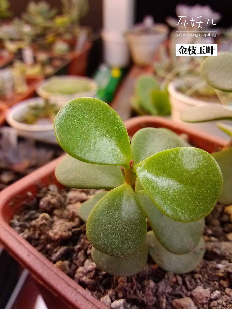 我家美丽的多肉植物（图ZOTU0NTk0NA==） - 其他摄影 - 站酷设计师灰妖儿原创素材 - 站酷ZCOOL