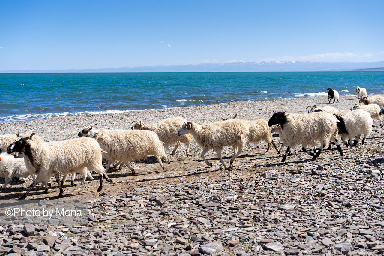 让我们一起去看青海湖的羊|摄影|风光摄影|摄影师萧萧mona - 原创作品
