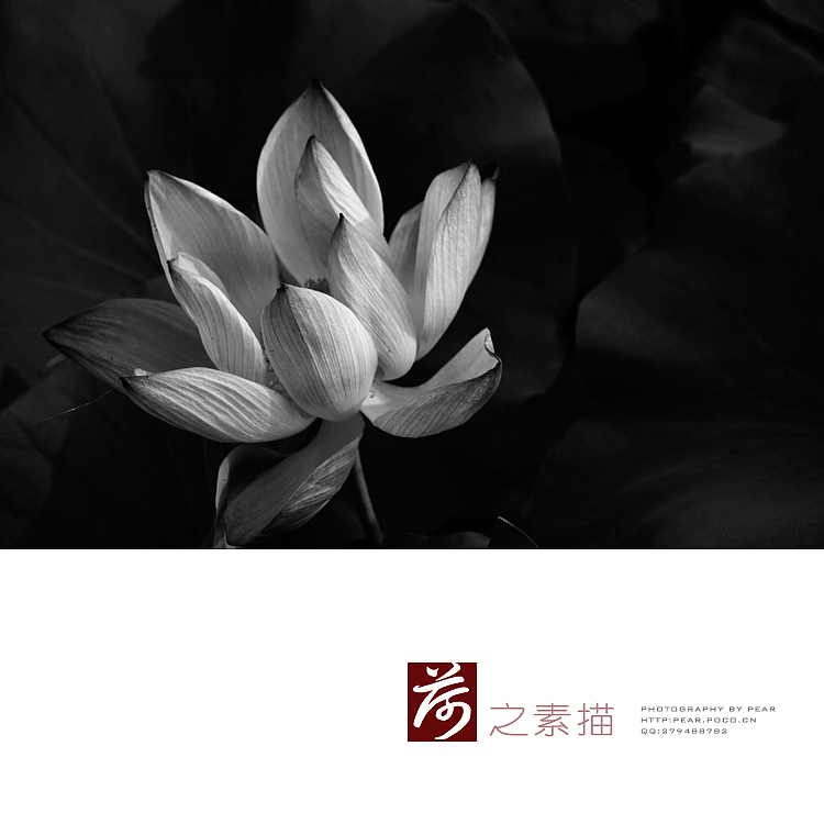 荷花素描（图ZNDE1NDk2OA==） - 风光摄影 - 站酷设计师pear1103原创素材 - 站酷ZCOOL
