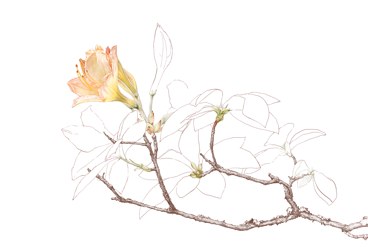 彩铅杜鹃花-带作画步骤