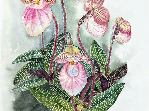 硬叶兜兰博物科学画