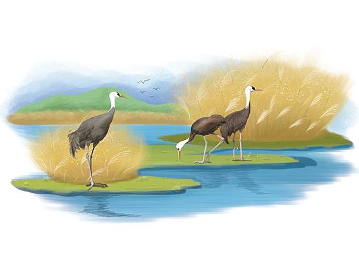 《美丽的家·湿地》环保教育书籍插画