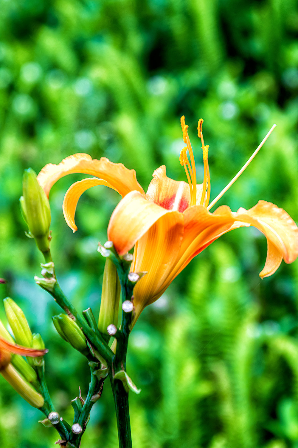 【花卉】萱草|摄影|风光摄影|渔舟晚风_原创作品-站酷zcool