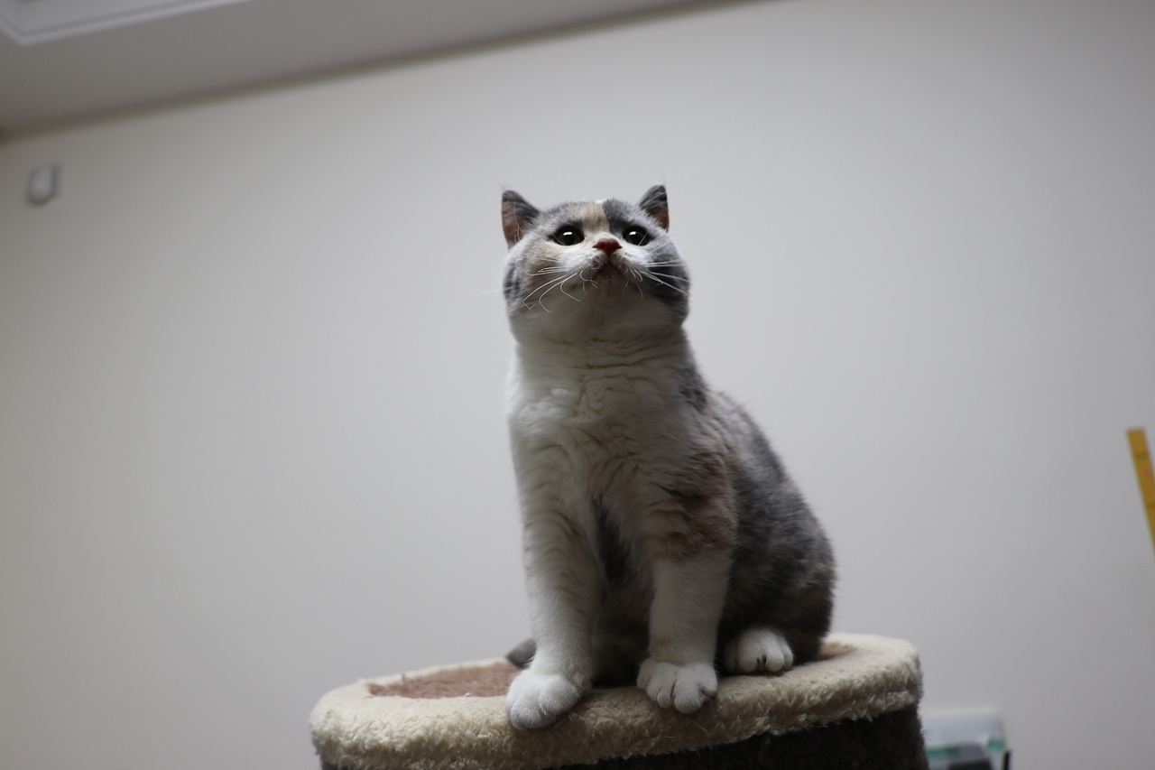 903英短三花-母-五粉 沐米猫舍  英短三花