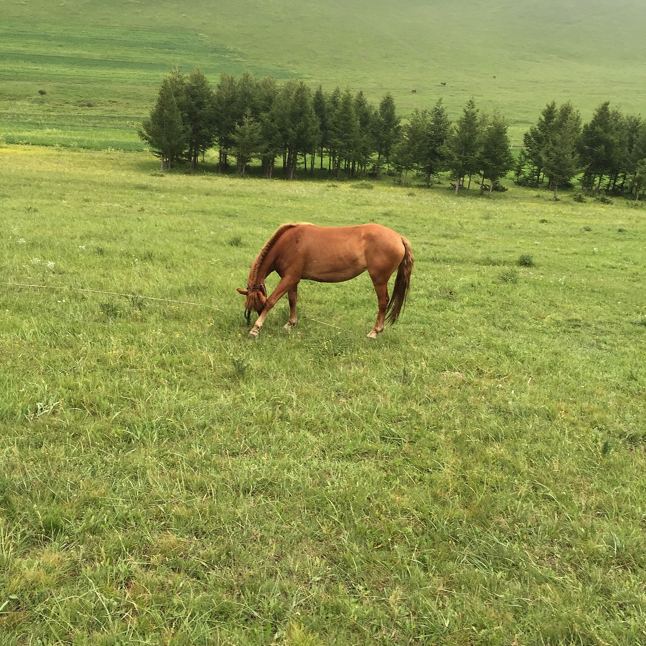 一些动物的（图ZMzU5ODIyMjQ=） - 宠物摄影 - 站酷设计师diephone原创素材 - 站酷ZCOOL
