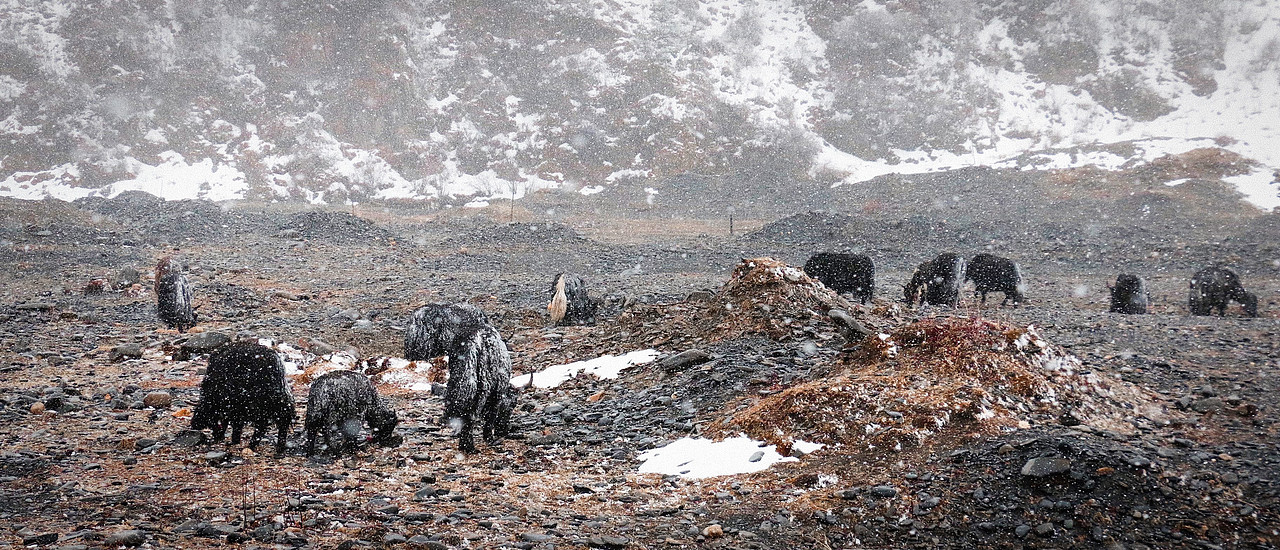 清明川西之旅（图ZMjk1NzY5MDc2） - 风光摄影 - 站酷设计师跑狗飞原创素材 - 站酷ZCOOL