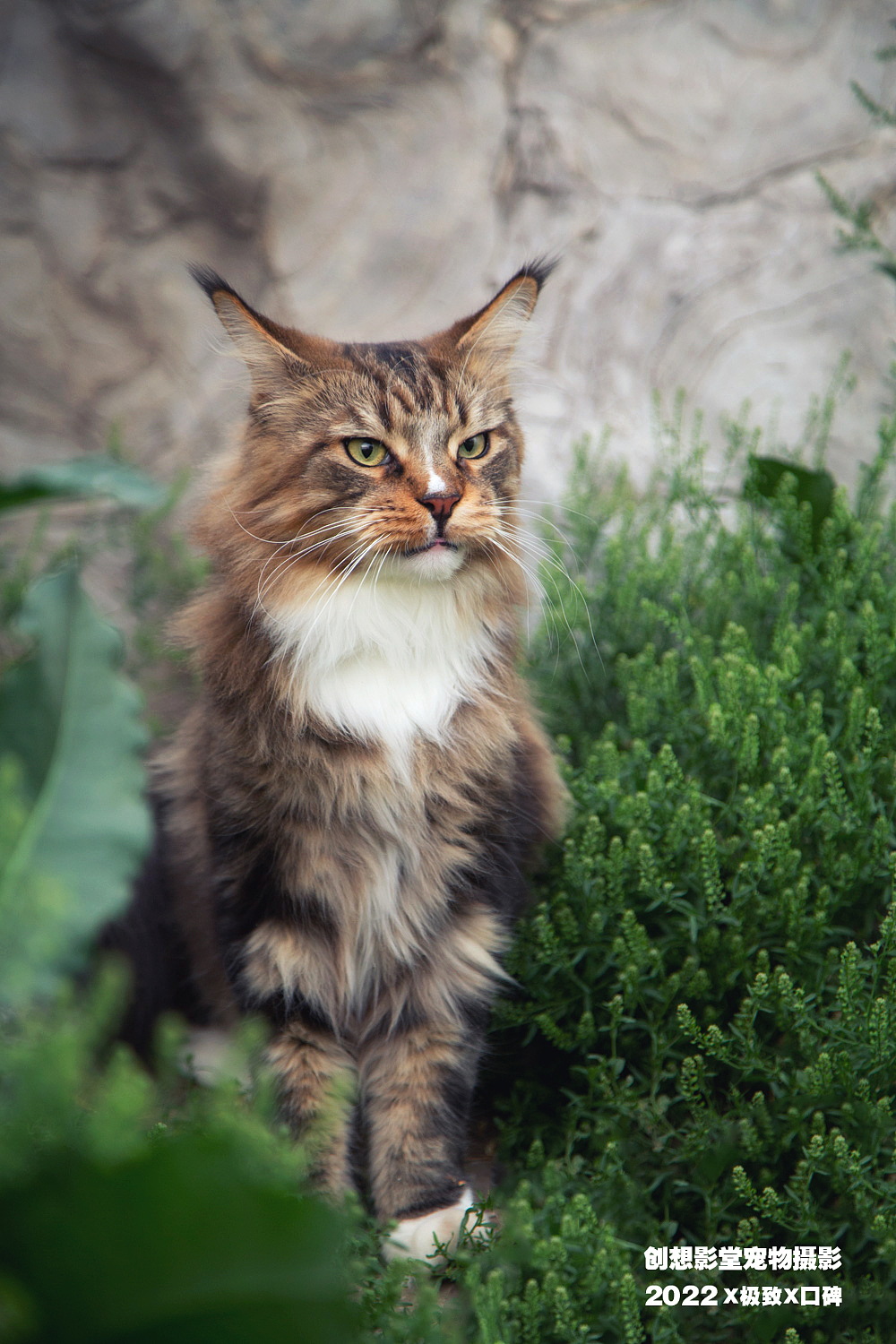 缅因库恩猫（图ZMzAwMTcwMjgw） - 宠物摄影 - 站酷设计师创想影堂宠物摄影原创素材 - 站酷ZCOOL