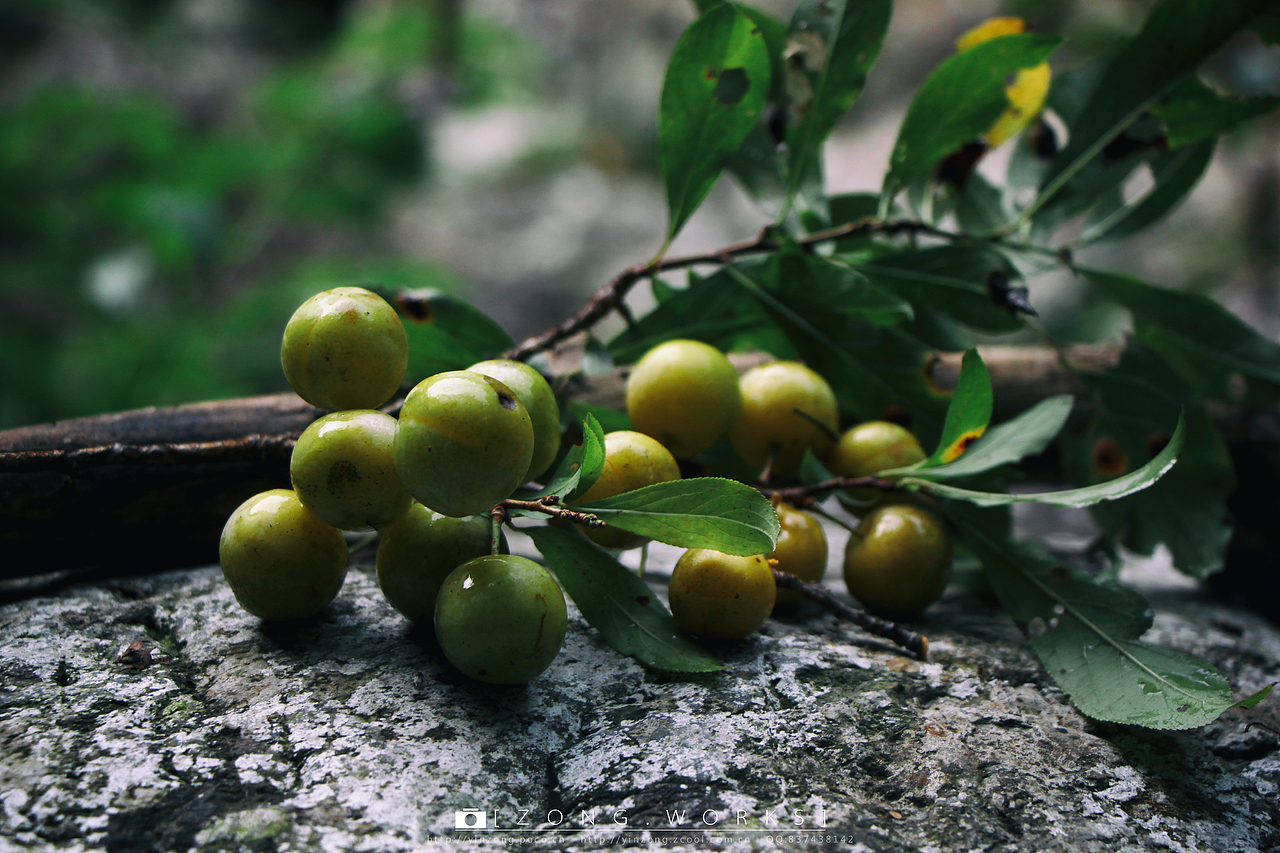 去叔家,品尝一下徽州大山里的野果