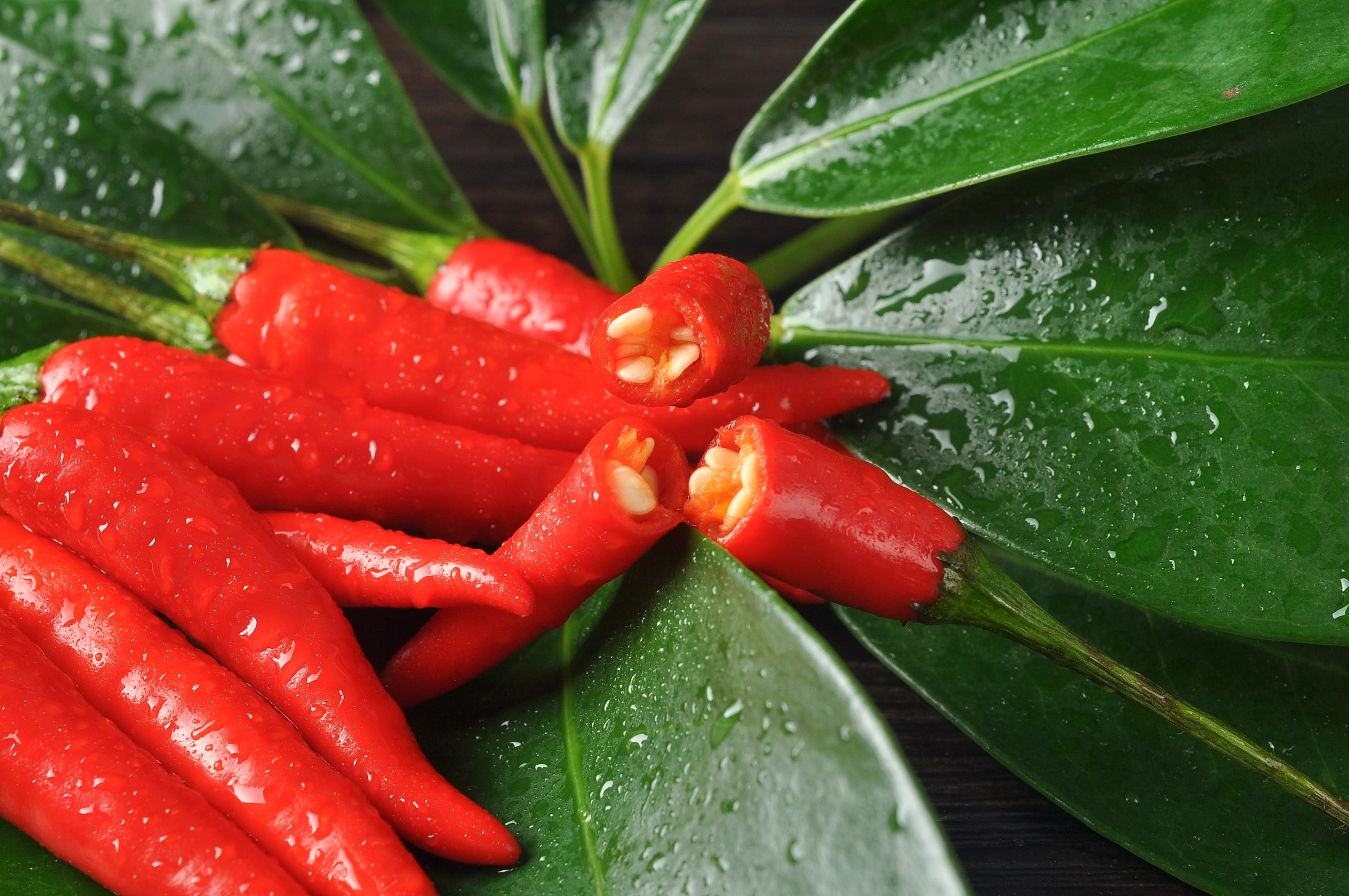 辣椒|摄影|静物|浅唱一曲离殇 - 原创作品 - 站酷 (zcool)