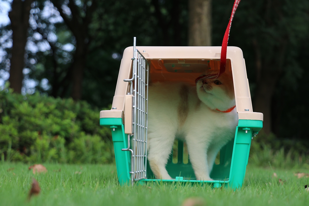 0508英短乳白梵公-熊二85day1.56kg-橙