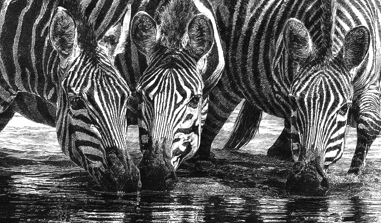 2022年新作—斑马|纯艺术|绘画|绘南画北_原创作品-站酷(zcool)