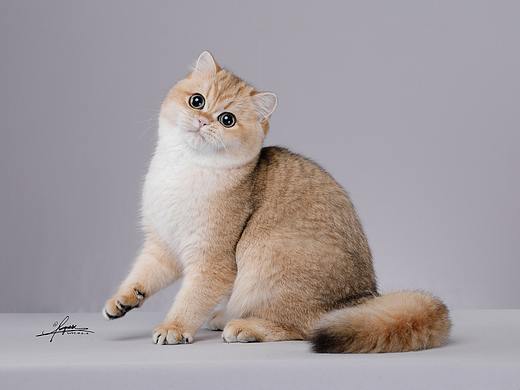 英国短毛猫