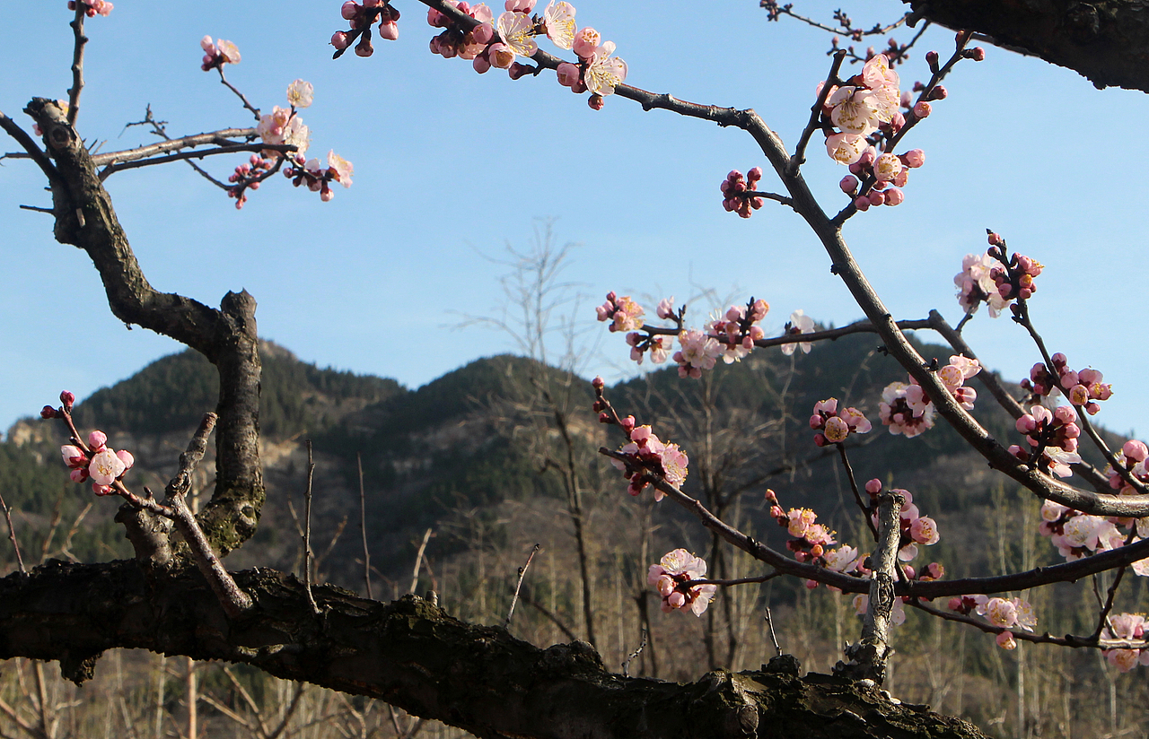 一枝红杏出墙来（图ZMTU2MTU2MTA0） - 风光摄影 - 站酷设计师pp1111原创素材 - 站酷ZCOOL