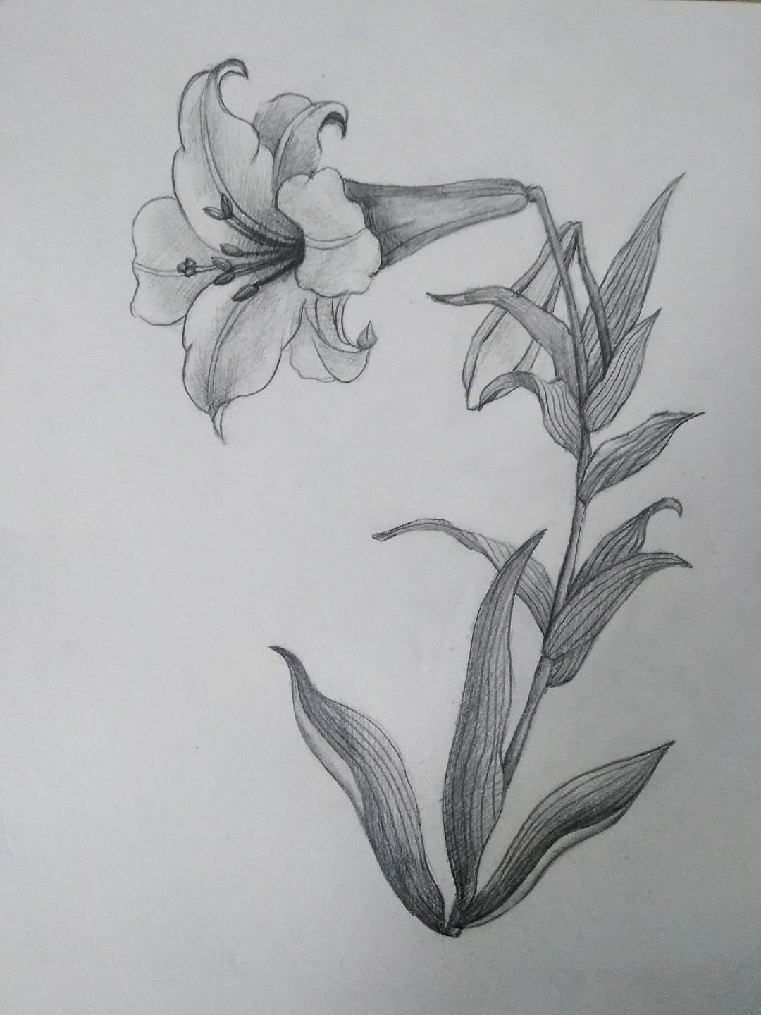 装饰素描《百合》