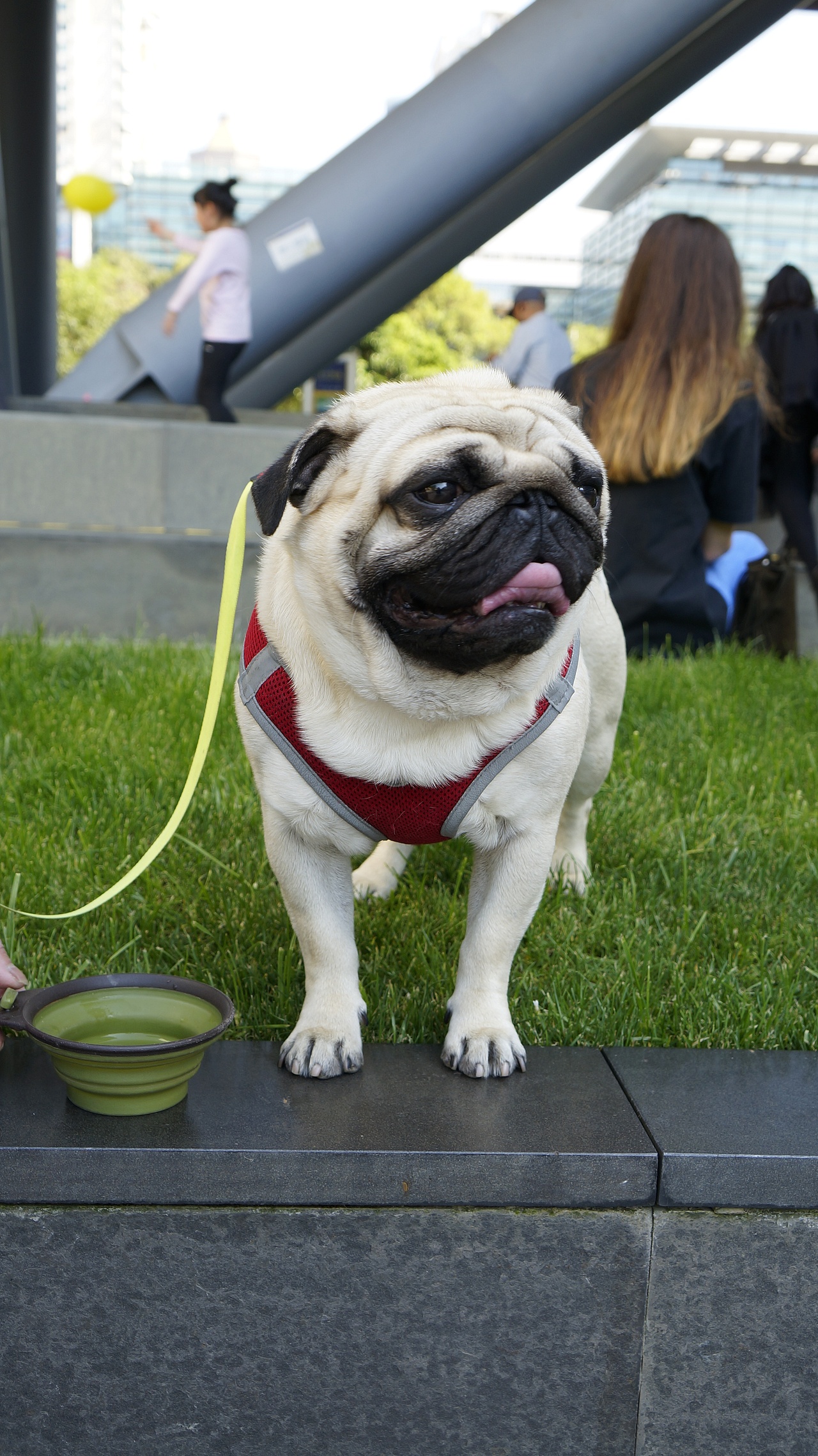 肉肉的美好生活(巴哥犬)