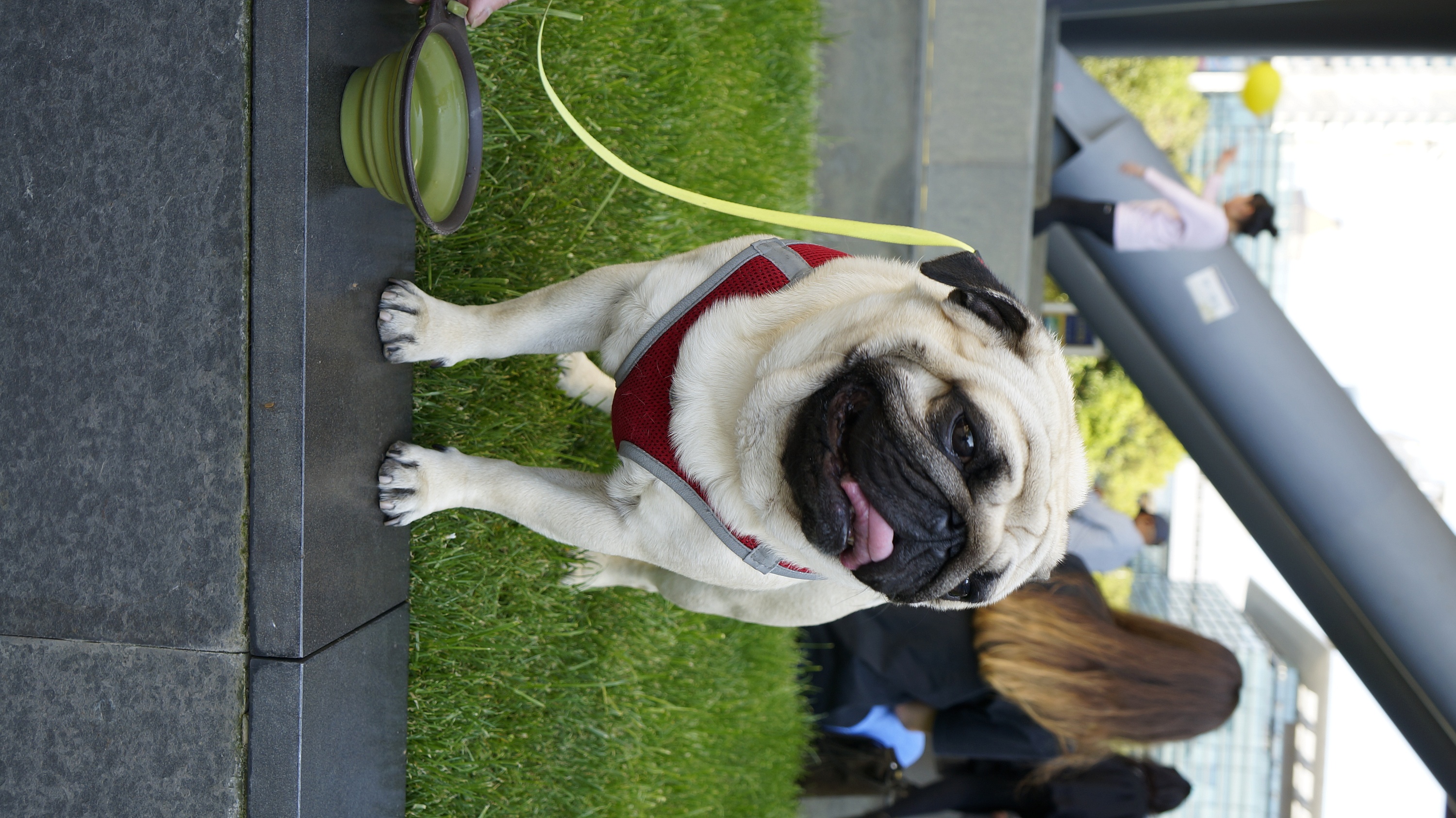 肉肉的美好生活(巴哥犬)