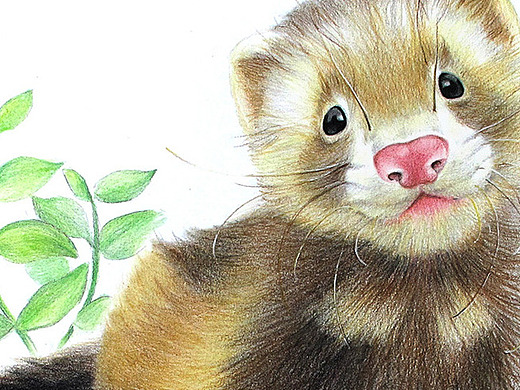 彩色铅笔画步骤教程:雪貂的画法