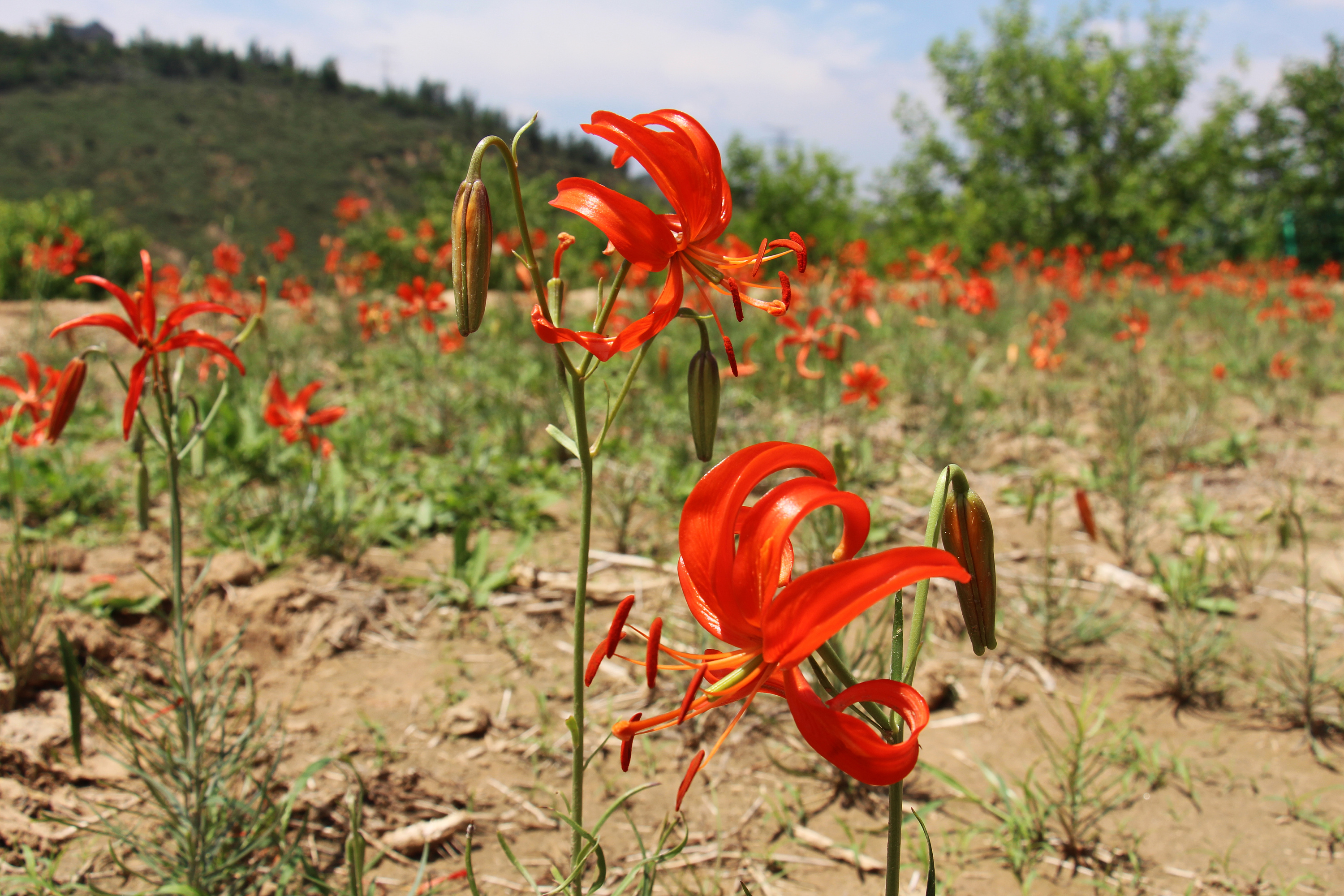 子长县高柏山:山丹丹花开红艳艳