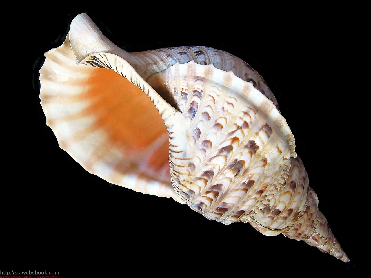 如何制作梦幻的海滩沐浴秀 原创作品 {凌而优则仕}