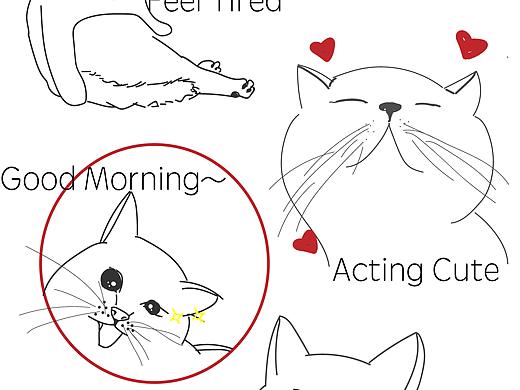 猫咪表情包