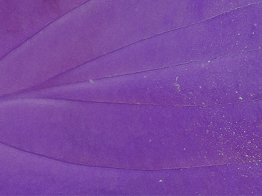 你会用全景模式吗？