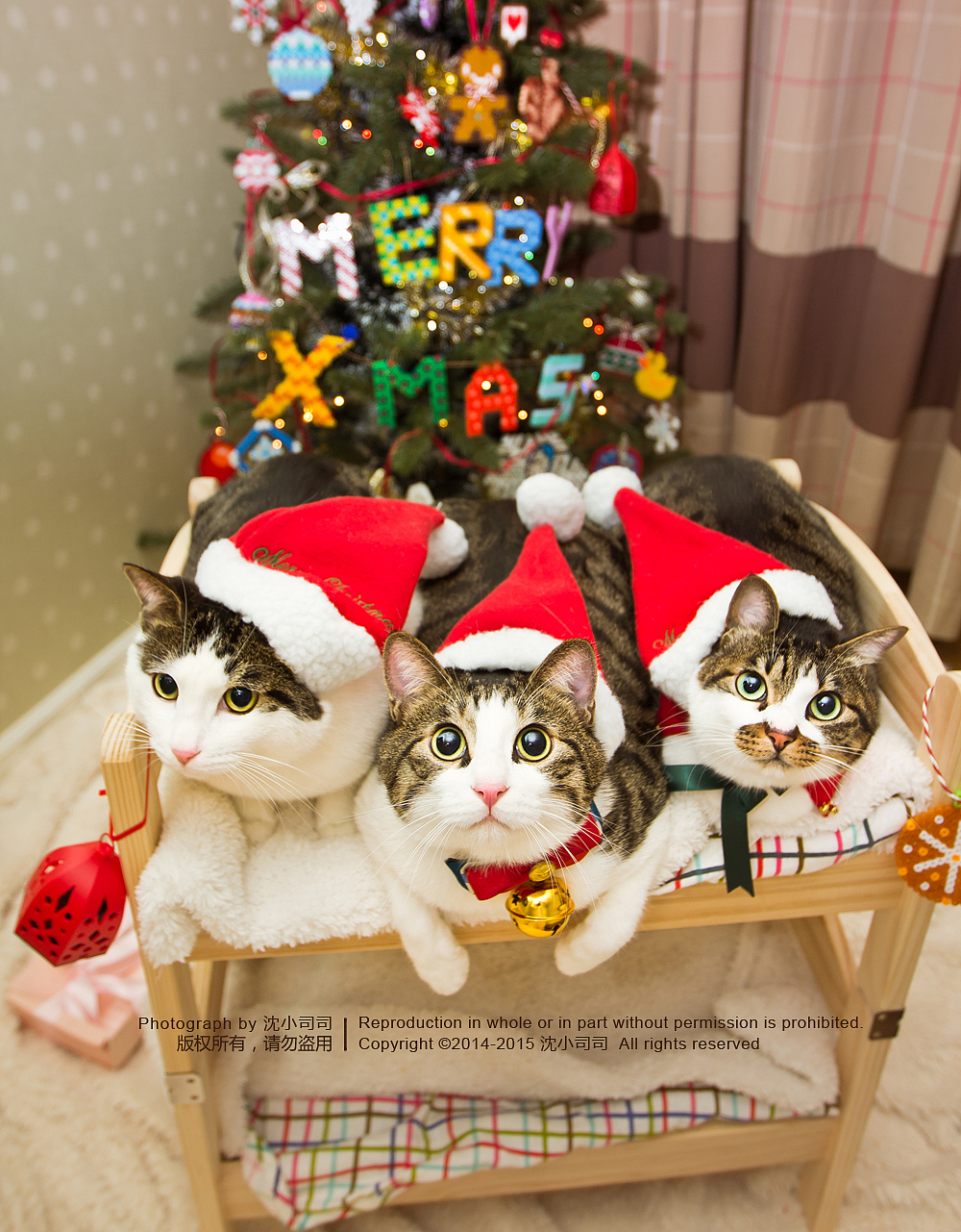 圣诞喵~（第一波）（图ZMjMwNDMxNDA=） - Pet Photography - 站酷设计师司司Yokey原创素材 - 站酷ZCOOL