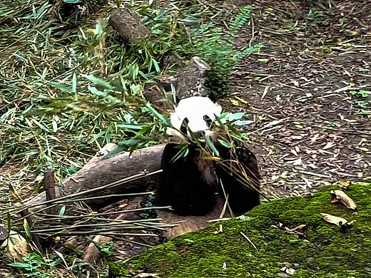 成都—大熊猫基地（个人主页-ZNDY4Nzk4NDA=） - 人文/纪实摄影 - 站酷设计师三菜一汤0120原创素材 - 站酷ZCOOL