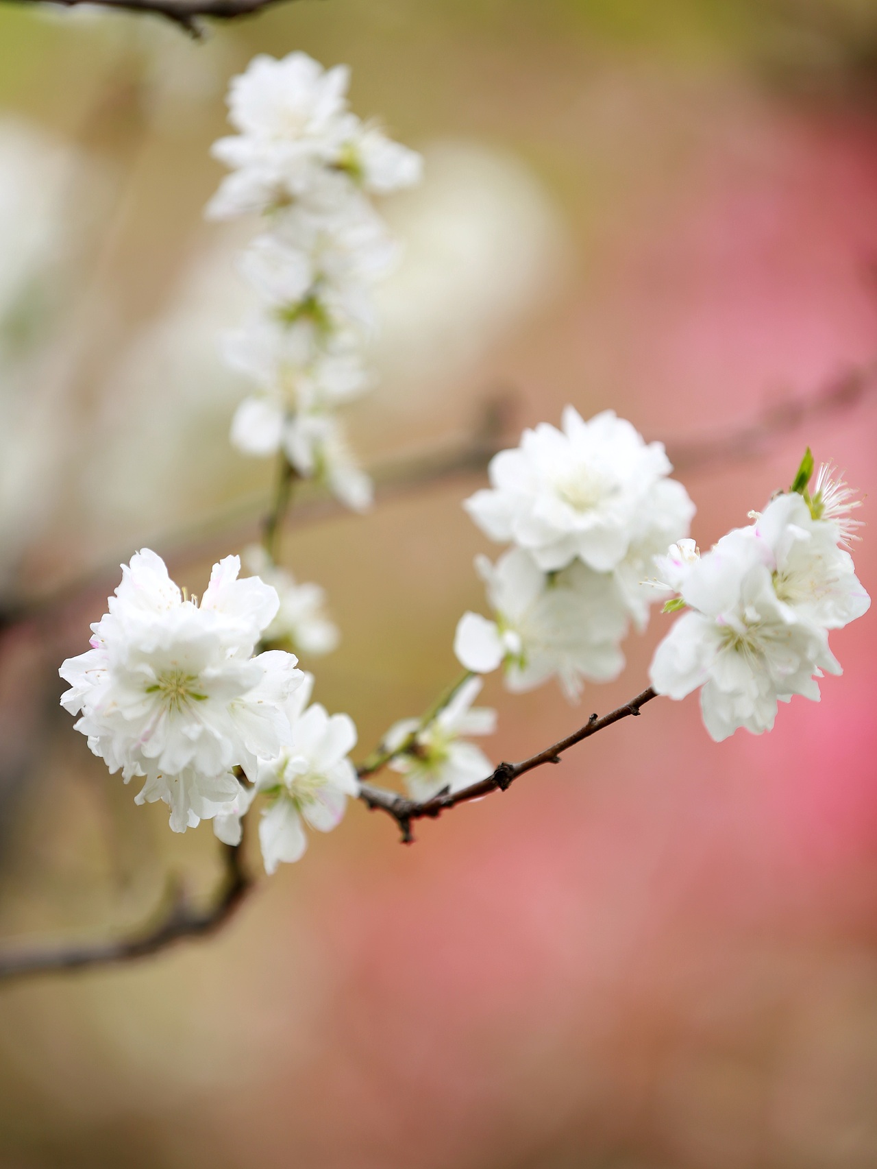 花儿与少年！！！（图ZMjk2MzcxNDY0） - 风光摄影 - 站酷设计师三五三十伍原创素材 - 站酷ZCOOL